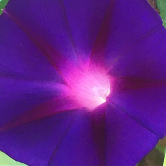 Meet your Posher, Lauren - Picture 1 of 1